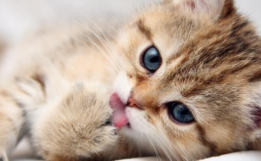 植物疫病诊断仪:猫弓形虫是甚么?