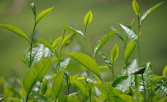 若何检测茶叶中的农药残留?