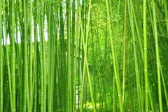 动物株高要若何丈量?